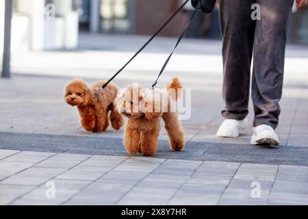 Personne méconnaissable marchant deux petits caniches bruns chiens en laisse dans un cadre urbain. Les caniches trottent le long du trottoir, présentant leurs manteaux moelleux Banque D'Images