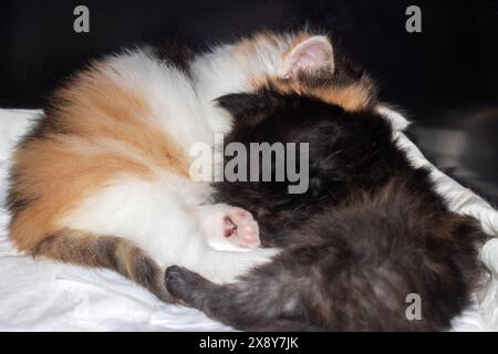 Deux adorables chatons calico reposant paisiblement sur une couverture blanche douce, mettant en valeur leur beauté et leur confort Banque D'Images