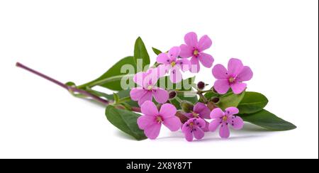 Soapwort isolé sur fond blanc Banque D'Images