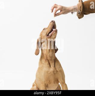 Femelle main nourrit le chien avec de la nourriture sèche isolé sur fond blanc Banque D'Images