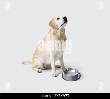 Triste chien Labrador Retriever à côté d'un bol vide sur fond blanc Banque D'Images