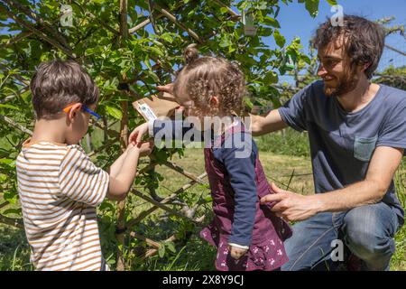 France, Ain, Saint-Jean-le-Vieux, Insectosphère. Deux enfants et un adulte relâchent des coccinelles et des larves de coccinelles dans les jardins pour combattre les pucerons. Banque D'Images