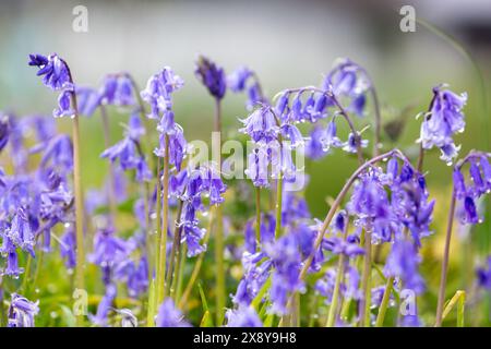 Bluebells indigènes à Dalgety Bay, Fife, Écosse. Banque D'Images