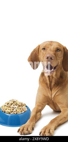 Chien Vizsla hongrois mignon à côté d'un bol de nourriture pour chien sur fond blanc Banque D'Images