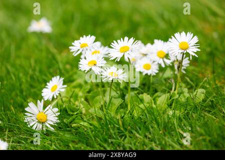 Bellis perennis la Marguerite poussant dans l'herbe Banque D'Images