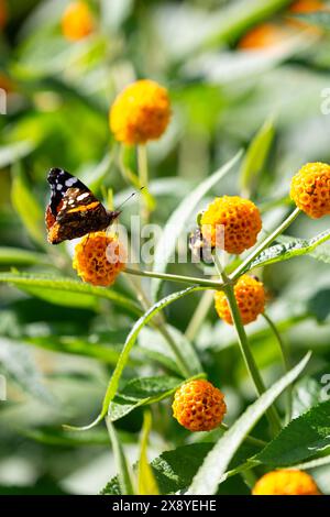 Buddleia globosa ( Golden Ball ) avec un papillon amiral rouge dans un jardin à Fife, en Écosse. Banque D'Images