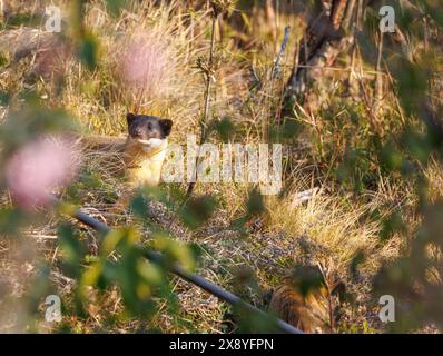 Népal, Himalaya, Parc national de Singalila, Marten à gorge jaune (Martes flavigula), dans les montagnes Banque D'Images