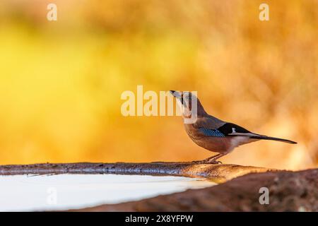 Espagne, Castille, Penalajo, European Jay Garrulus glandarius), sur le sol, buvant dans un trou d'eau Banque D'Images