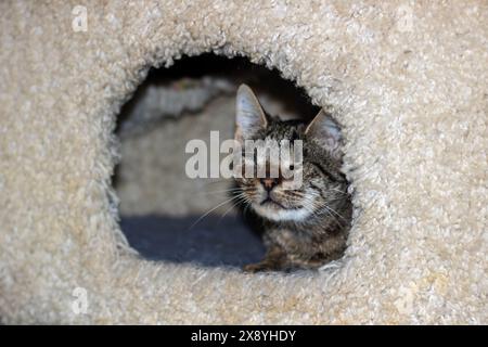 Felidae, animal terrestre carnivore, le chat aux moustaches dort dans une maison de chat en bois avec une fenêtre, mettant en valeur sa petite à moyenne taille Banque D'Images