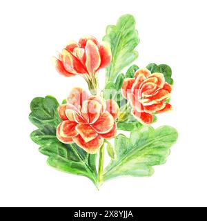 Fleurs de Kalanchoe et feuilles de bouquet de succulentes. Illustration peinte à la main à l'aquarelle isolée sur fond blanc. Décoration pour cartes de voeux, Banque D'Images