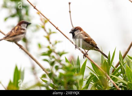 Deux moineaux de maison (passer domesticus) sur une branche dans un jardin de Fife Banque D'Images