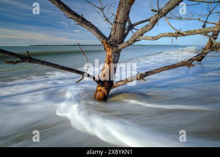 France, Charente-Maritime, la plage d'Embellie, destruction de la forêt par le sel due à l'expansion continue de la mer Banque D'Images