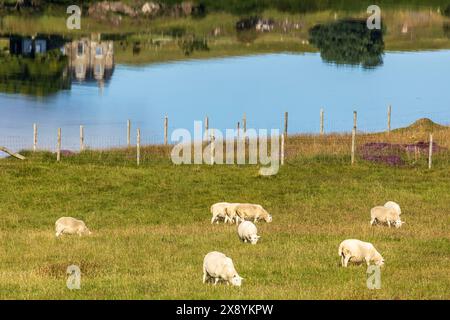 Royaume-Uni, Écosse, Highlands, île de Skye, moutons qui paissent paisiblement au bord du Loch Dunvegan Banque D'Images