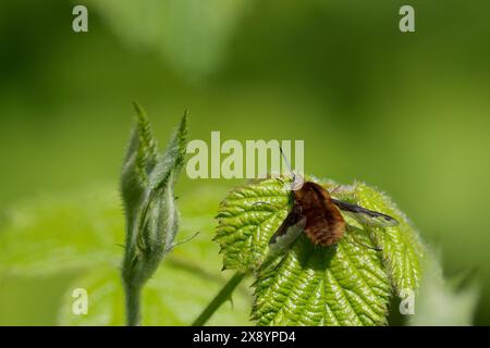 mouche d'abeille à bords foncés bombyliidae, sur ortie moelleux jaune brun corps velu bord foncé aux ailes long proboscis longues pattes d'araignée imitant le buzz en vol Banque D'Images