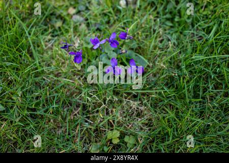 Violettes poussant sur un champ vert. Saison printanière. Photo de haute qualité Banque D'Images