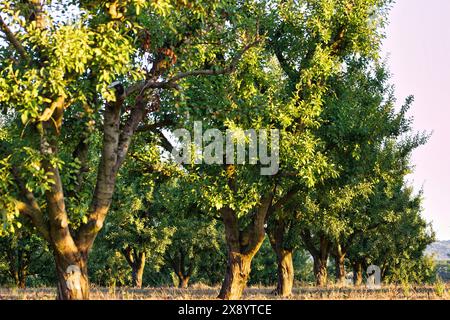France, Meurthe et Moselle, Rozelieures, fruits de la prune Mirabelle mûre, la Mirabelle de Lorraine labellisée indication géographique protégée (IGP) i Banque D'Images