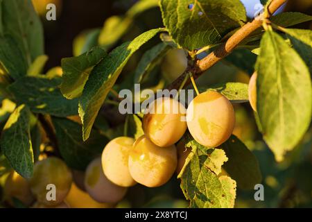 France, Meurthe et Moselle, Rozelieures, fruits de la prune Mirabelle mûre, la Mirabelle de Lorraine labellisée indication géographique protégée (IGP) i Banque D'Images