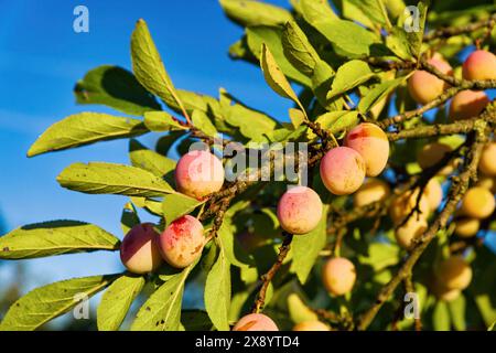 France, Meurthe et Moselle, Rozelieures, fruits de la prune Mirabelle mûre, la Mirabelle de Lorraine labellisée indication géographique protégée (IGP) i Banque D'Images