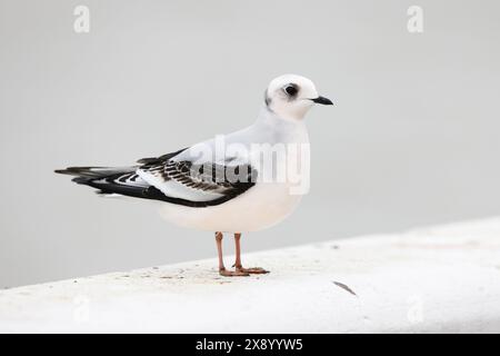 Mouette de ross (Rhodostethia rosea), premier hiver sur la plage, Belgique, Nieuwpoort Banque D'Images