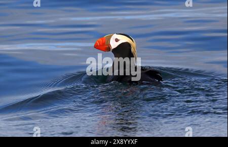 Macareux touffus (Fratercula cirrhata, Lunda cirrhata), adulte en mer au large de l'Alaska, États-Unis, Alaska Banque D'Images