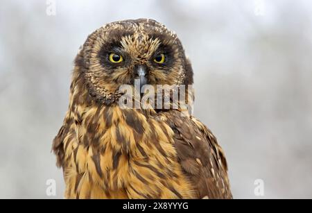 Chouette à oreilles courtes des Galapagos (Asio flammeus galapagoensis, Asio galapagoensis), portrait, Équateur, Îles Galapagos Banque D'Images