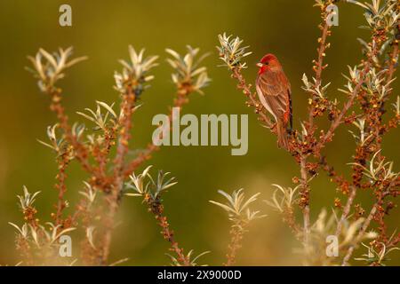 Pimentum commun (Carpodacus erythrinus), mâle assis sur l'argousier, pays-Bas, Hollande méridionale, Slikken van Flakkee Banque D'Images
