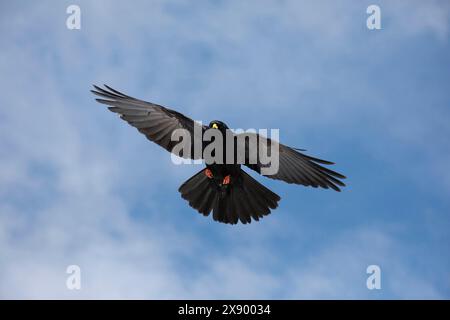 chough alpin, chough à bec jaune (Pyrrhocorax graculus), en vol, vue d'en bas, Suisse, Gemmipass Banque D'Images