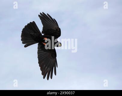 chough alpin, chough à bec jaune (Pyrrhocorax graculus), en vol, vue d'en bas, Suisse, Gemmipass Banque D'Images