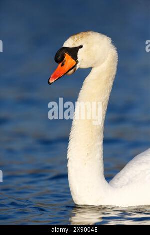 Cygne muet (Cygnus olor), natation, portrait, pays-Bas, Hollande méridionale Banque D'Images