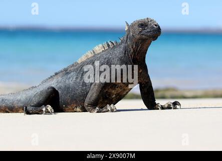Iguana marine, iguana marine de Galapagos (Amblyrhynchus cristatus), debout sur la plage, Equateur, îles Galapagos Banque D'Images