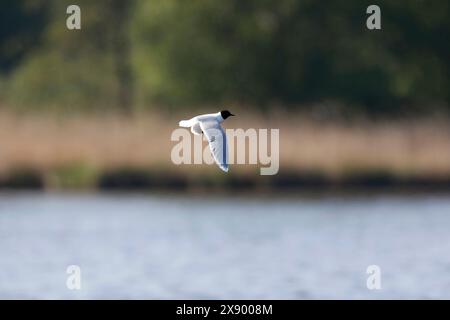 Petite mouette (Hydrocoloeus minutus, Larus minutus), en vol au-dessus d'un lac, pays-Bas, Hollande méridionale, Rottemeren Banque D'Images