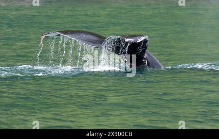 Baleine à bosse (Megaptera novaeangliae), nageant au large de la côte en Alaska, États-Unis, Alaska Banque D'Images