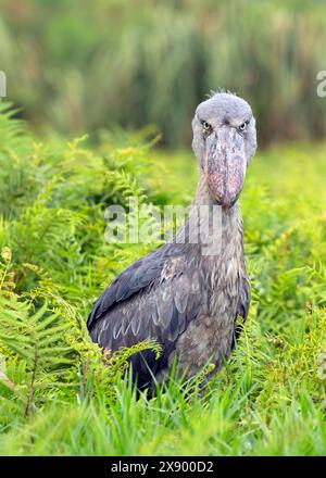 Cigogne à tête de baleine, Shoebill (Balaeniceps rex), adulte regardant dans la caméra, debout dans un marais, Ouganda Banque D'Images