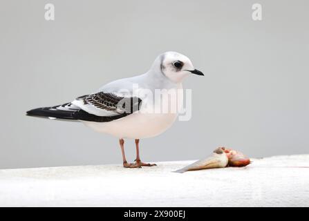 Goélette de ross (Rhodostethia rosea), juvénile sur la plage debout près d'un poisson mort., Belgique, Nieuwpoort Banque D'Images