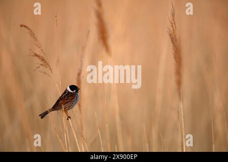 Guirlande de roseaux (Emberiza schoeniclus), assis dans les roseaux, pays-Bas, Hollande méridionale, Rottemeren Banque D'Images