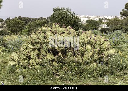 Un grand cactus de barbarie avec des fruits violets poussant dans un champ verdoyant et luxuriant. La scène capture la beauté naturelle et la diversité de la flore. Banque D'Images