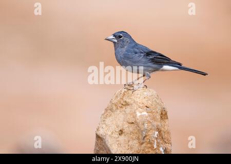 Chaffinch bleu de Tenerife (Fringilla teydea), assis sur un rocher, îles Canaries, Tenerife Banque D'Images