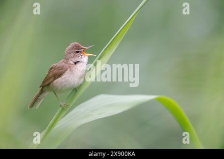 Paruline de Blyth (Acrocephalus dumetorum), chantant mâle dans les roseaux, pays-Bas, Hollande méridionale Banque D'Images