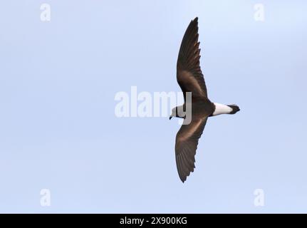 Pétrel de tempête des Galapagos, pétrel de tempête à ruissellement, pétrel de tempête à ruissellement (Oceanodroma tethys tethys, Oceanodroma tethys), en vol, Équateur, Gal Banque D'Images