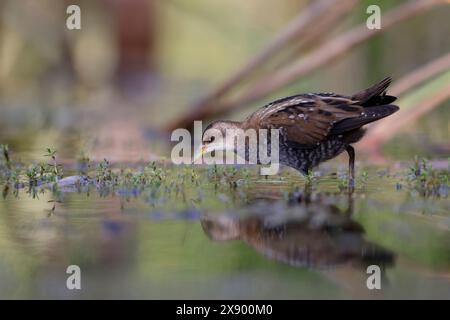 Petite raie (Porzana parva, Zapornia parva), buvant en eau peu profonde, pays-Bas, Hollande méridionale Banque D'Images