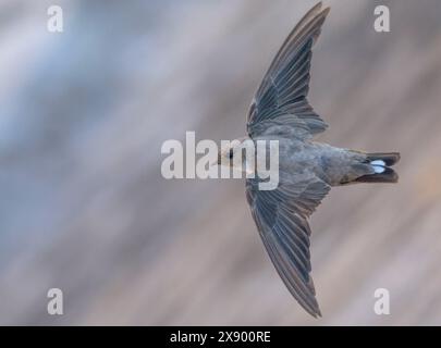 Crag martin (Ptyonoprogne rupestris, Hirundo rupestris), deuxième calendrier en vol, Espagne Banque D'Images