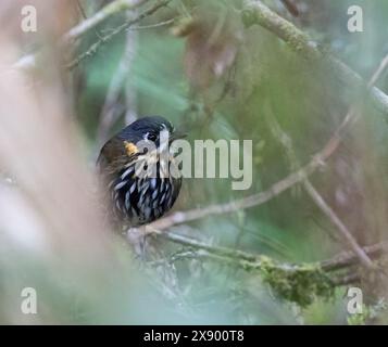 Antpitta à face en croissant (Grallaricula lineifrons), perchée dans le sous-étage de la forêt tropicale montagneuse équatorienne, Équateur Banque D'Images