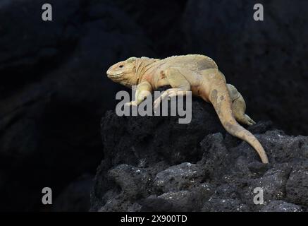 Iguane marin de Santa Fe (Amblyrhynchus cristatus trillmichi, Amblyrhynchus cristatus ssp. Trillmichi, Amblyrhynchus trillmichi), repose sur la roche de lave, ECU Banque D'Images