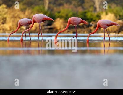 Galapagos flamingo (Phoenicopterus ruber glyphorhynchus, Phoenicopterus glyphorhynchus), debout en eau peu profonde, Équateur, Îles Galapagos Banque D'Images