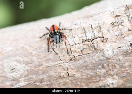 Araignée sauteuse à ventre rouge (Philaeus chrysops) près de Dalyan à Turkiye Banque D'Images