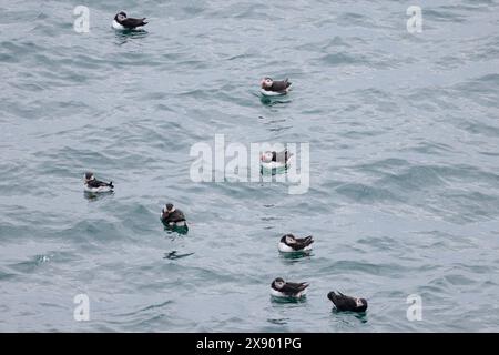 macareux fratercula artica, sur la mer, oiseau de mer noir supérieur blanc visage et sous-parties orange rouge pattes grand aplatie rouge bleu et jaune bec Banque D'Images