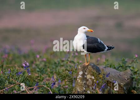 grand goéland à dos noir larus marinus, notre plus grand goéland toutes les ailes noires pattes roses grand bec jaune avec tache rouge à la pointe de la tête blanche et le dessous Banque D'Images