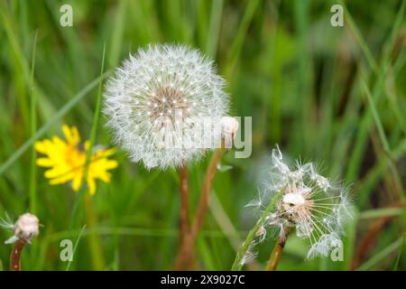 pissenlit taraxacum officinale, tête de graine d'horloge de pissenlit entier et une tête de graine dispersée avec une fleur jaune dans le fond herbeux fin de printemps UK Banque D'Images