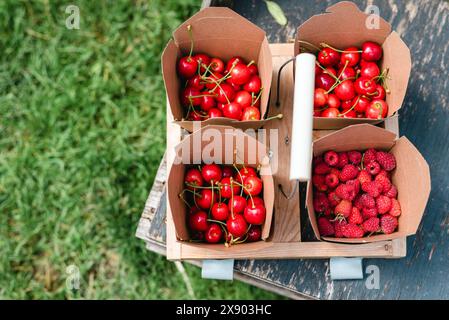 Panier de transport avec des boîtes pleines de baies fraîchement cueillies. Banque D'Images