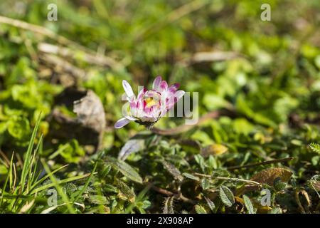 Fleur de Marguerite violette et blanche sur une tige sur un fond d'herbe verte, macro photographie botanique Banque D'Images